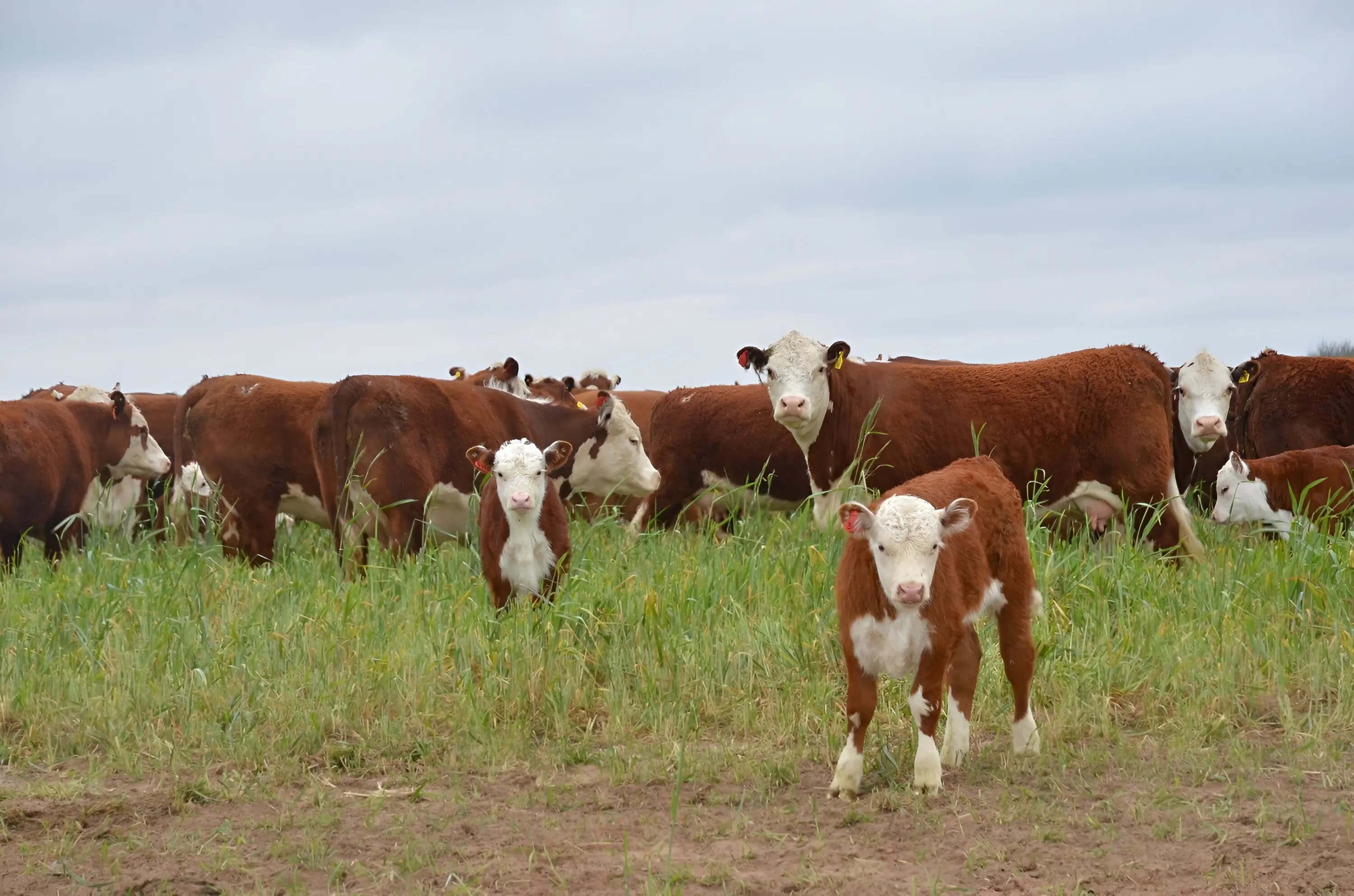 Carnes del Sudoeste
